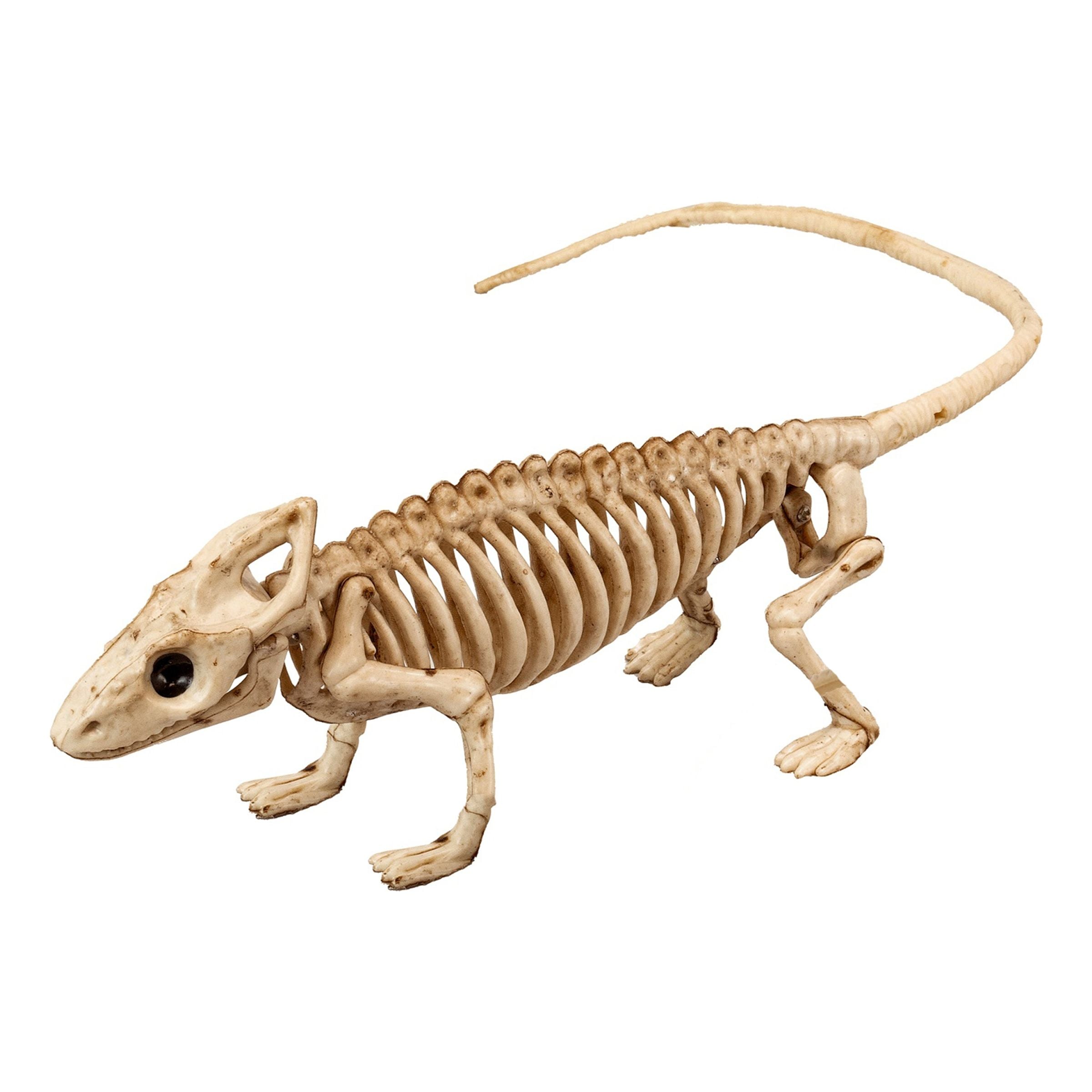 Bild föreställande produkten Leguan Skelett Prop