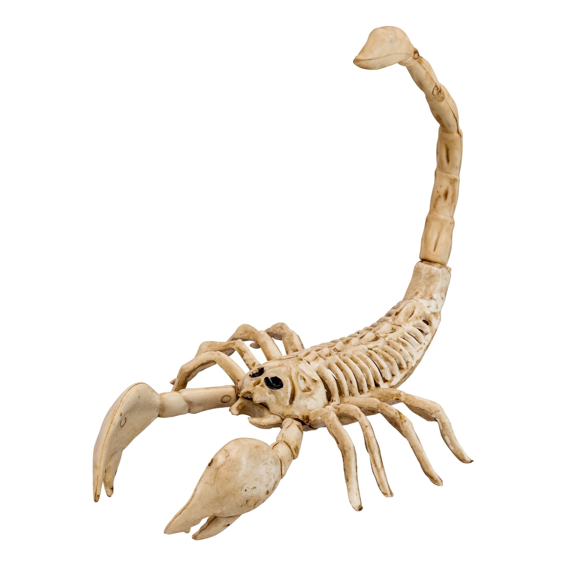 Bild föreställande produkten Skorpion Skelett Prop